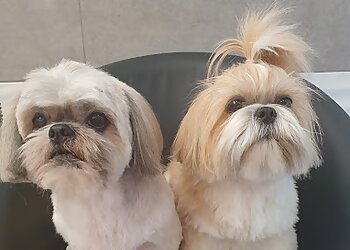 Institut Canin image 2 Meilleurs Salons de Toilettage De Chien à Grenoble Institut Canin image 2