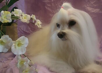 Institut Canin image 3 Meilleurs Salons de Toilettage De Chien à Grenoble Institut Canin image 3