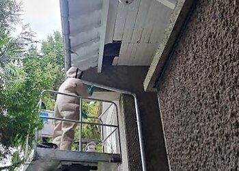 Interventions Nuisibles image 3 Meilleurs Anti Nuisibles à Toulouse Interventions Nuisibles image 3