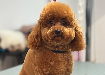 K Beau Chic image 2 Angers Dog Grooming K Beau Chic image 2