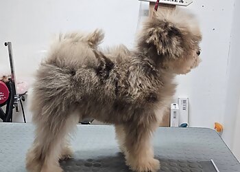 K Beau Chic image 3 Angers Dog Grooming K Beau Chic image 3