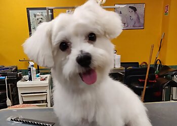 La Cabotière image 2 Lille Dog Grooming La Cabotière image 2