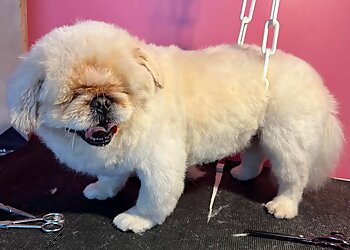 La Demoiselle & Son Chien image 2 Meilleurs Salons de Toilettage De Chien à Grenoble La Demoiselle & Son Chien image 2