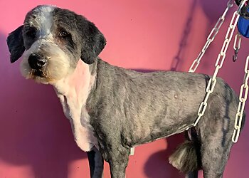 La Demoiselle & Son Chien image 3 Meilleurs Salons de Toilettage De Chien à Grenoble La Demoiselle & Son Chien image 3