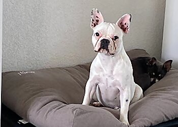 La Maison du Chien image 2 Marseille Dog Grooming La Maison du Chien image 2