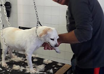 La Maison du Chien image 3 Marseille Dog Grooming La Maison du Chien image 3