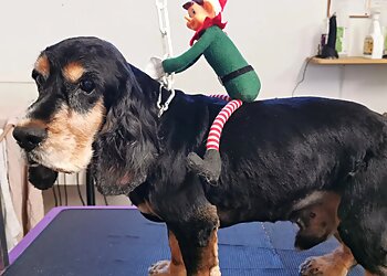 La Toutounière Rennes image 3 Rennes Dog Grooming La Toutounière Rennes image 3