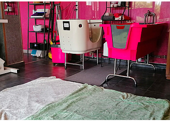 Lady vegane Dog image 2 Reims Dog Grooming Lady vegane Dog image 2