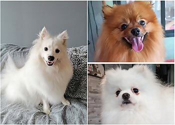 Lady vegane Dog image 3 Reims Dog Grooming Lady vegane Dog image 3