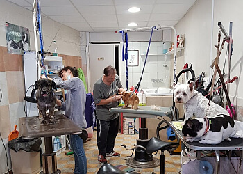 Las Canin image 2 Toulon Dog Grooming Las Canin image 2