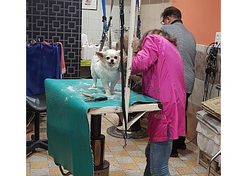 Las Canin image 3 Toulon Dog Grooming Las Canin image 3