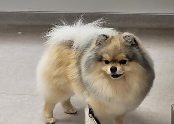 Le Chien Roux image 2 Toulouse Dog Grooming Le Chien Roux image 2