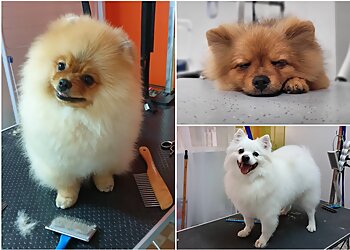 Le Chien Roux image 3 Toulouse Dog Grooming Le Chien Roux image 3