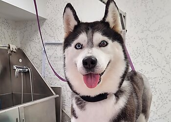 Meilleurs Salons de Toilettage De Chien à Toulouse Le Chien Roux image 1