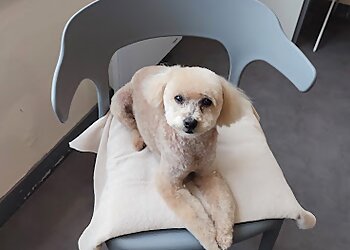 Lebair Nathalie image 3 Rennes Dog Grooming Lebair Nathalie image 3