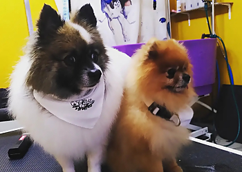 Le coin à truffes image 2 Meilleurs Salons de Toilettage De Chien à Lyon Le coin à truffes image 2