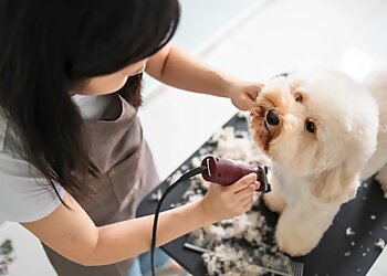 Les Aristochiens image 2 Meilleurs Salons de Toilettage De Chien à Lyon Les Aristochiens image 2