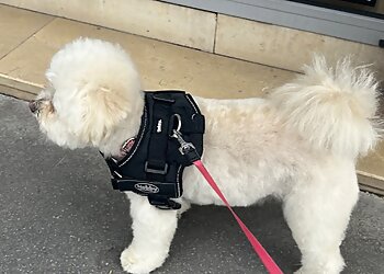 Les Aristochiens image 3 Meilleurs Salons de Toilettage De Chien à Lyon Les Aristochiens image 3