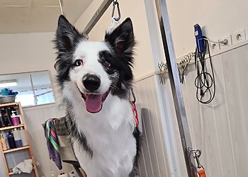 Les Ciseaux Canins image 2 Meilleurs Salons de Toilettage De Chien à Nîmes Les Ciseaux Canins image 2