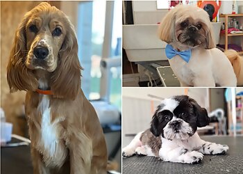 Les Ciseaux Canins image 3 Meilleurs Salons de Toilettage De Chien à Nîmes Les Ciseaux Canins image 3