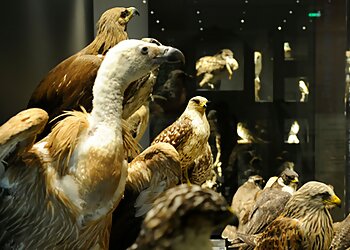 Muséum départemental du Var image 3 Toulon Places To Visit Muséum départemental du Var image 3