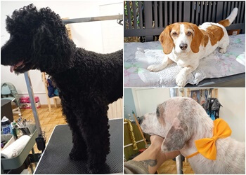 Nina DOG image 3 Marseille Dog Grooming Nina DOG image 3