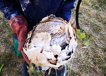 Ouest Nuisibles image 2 Meilleurs Anti Nuisibles à Nantes Ouest Nuisibles image 2