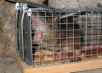 Ouest Nuisibles image 3 Meilleurs Anti Nuisibles à Nantes Ouest Nuisibles image 3