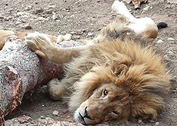 Parc animalier du Mont Faron image 3 Toulon Places To Visit Parc animalier du Mont Faron image 3