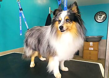 Pattes de Stars image 2 Le Havre Dog Grooming Pattes de Stars image 2