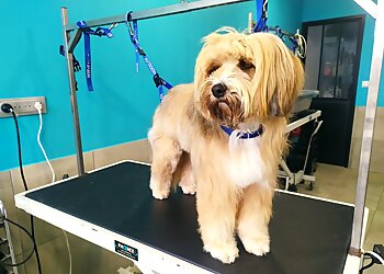 Pattes de Stars image 3 Le Havre Dog Grooming Pattes de Stars image 3