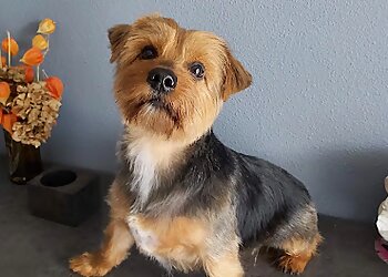 Plutto Chic image 2 Toulouse Dog Grooming Plutto Chic image 2