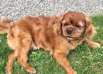 Plutto Chic image 3 Toulouse Dog Grooming Plutto Chic image 3