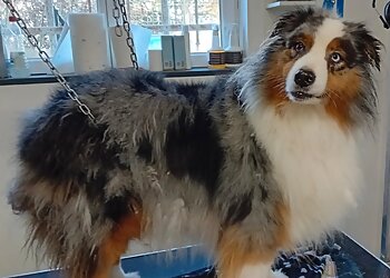 Poodels.toilettage image 2 Strasbourg Dog Grooming Poodels.toilettage image 2