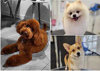 Poodels.toilettage image 3 Strasbourg Dog Grooming Poodels.toilettage image 3