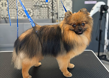 Pretty Dog image 2 Rennes Dog Grooming Pretty Dog image 2