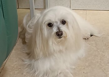 SO Le Salon Canin image 2 Meilleurs Salons de Toilettage De Chien à Bordeaux SO Le Salon Canin image 2