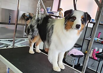 Salon de toilettage NEW DOG image 2 Dijon Dog Grooming Salon de toilettage NEW DOG image 2