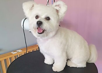 Salon de toilettage NEW DOG image 3 Dijon Dog Grooming Salon de toilettage NEW DOG image 3