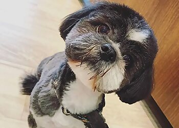 Shypie Toilettage & Accessoires image 2 Nantes Dog Grooming Shypie Toilettage & Accessoires image 2