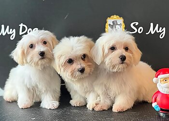 So My Dog Nimes image 2 Meilleurs Salons de Toilettage De Chien à Nîmes So My Dog Nimes image 2