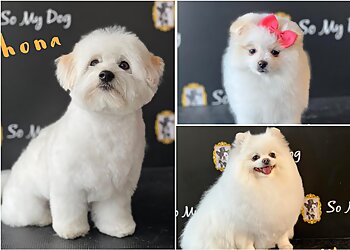 So My Dog Nimes image 3 Meilleurs Salons de Toilettage De Chien à Nîmes So My Dog Nimes image 3