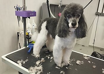 Studio 4'Pattes image 2 Reims Dog Grooming Studio 4'Pattes image 2