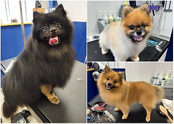 Studio 4'Pattes image 3 Reims Dog Grooming Studio 4'Pattes image 3