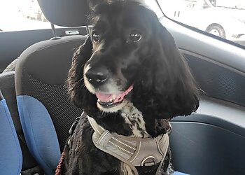 Tendance Chien Et Chat image 2 Lille Dog Grooming Tendance Chien Et Chat image 2