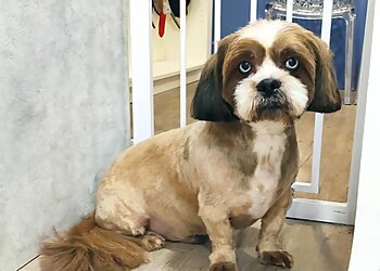 Toilettage Fauriel image 3 Meilleurs Salons de Toilettage De Chien à Saint-Étienne Toilettage Fauriel image 3