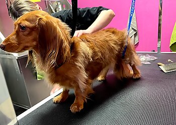 Toutou Calins image 2 Strasbourg Dog Grooming Toutou Calins image 2