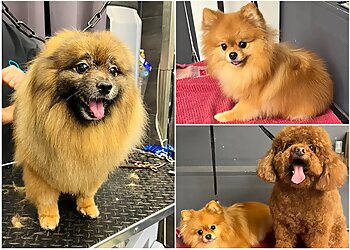 Wash Dog image 3 Paris Dog Grooming Wash Dog image 3