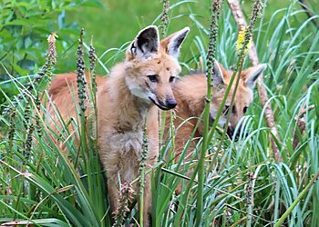 Zoo de Lille image 3 Meilleurs Lieux À Visiter à Lille Zoo de Lille image 3