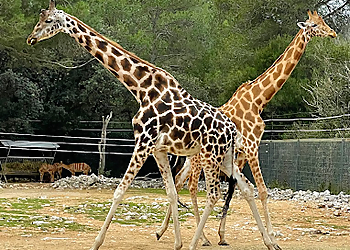 Zoo de Montpellier image 2 Montpellier Places To Visit Zoo de Montpellier image 2